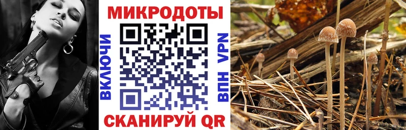 как найти   Короча  hydra как войти  Галлюциногенные грибы мицелий 